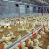 2015 hot sale Professional chicken farm project poultry farming equipment for sale