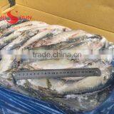 Pacific Mackerel Fish thumbnail-6