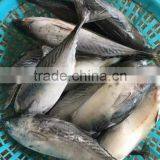 New Catch Bonito Tuna Whole thumbnail-3