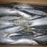 Best Price Frozen Sardine Bait thumbnail-1