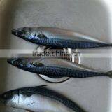 2016 Landing Sea Frozen Mackerel 150-200g thumbnail-3