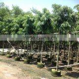 Ficus Longifolia Plants Dia 6-20cm thumbnail-1