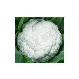 Cauliflower 45 Days Seeds 6180 thumbnail-1