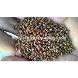 BEST PRICE FOR CASSIA SEED WITH GOOD QUALITY thumbnail-3