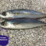 Deep Frozen Scientific Name Of Mackerel Fish Pacific Mackerel