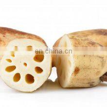 Vietnam Canned Pickled Lotus Root/Vietnam Canned Pickled Lotus Root From Vietnam thumbnail-2