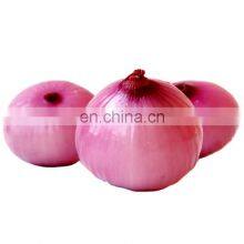European Standard Harvest 2020 Red Onion Yellow Onion Peeled Fresh Onions Food