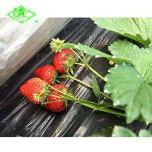 Plastic Mulch Film for Strawberry Planting thumbnail-2