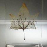 Acrylic Paperweight With Leaf Embedment