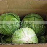 Fresh Cabbage Supplier thumbnail-1