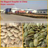 Shine Skin Pumpkin Seeds & PUMPKIN SEEDS GWS AA 9cm 9mm 10 cm up 10 mm up 11cmup 11mm up 12cm up 12mm up thumbnail-2