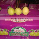 Super Shandong Pear Packed in Carton thumbnail-2