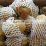 New Yellow Holland Potatoes Crop