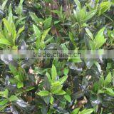 Wholesale Artificial Olive Tree , Green Bonsai Olive Tree thumbnail-6