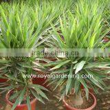 Yucca Elephantipes Ornamental Plants thumbnail-2