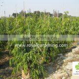 Ficus Longifolia thumbnail-2