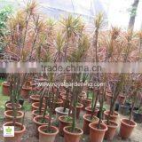Dracaena Marginata (Madagascar Dragon Tree, Red Edge Dracaena) thumbnail-1