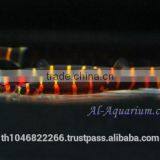 Giant Coolie Loach Fish / Aquarium Fish Farm thumbnail-3