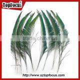 Cheap Down Raw Material Green Natural Peacock Feather for Sale thumbnail-4