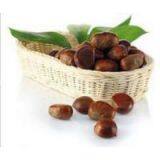 Chinese Chestnut thumbnail-3