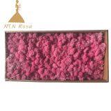 China Most Popuplar Everlasting Moss: The Key to Plant Walls thumbnail-5