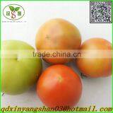 (HOT) Fresh Tomato Export From China thumbnail-2