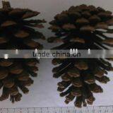 Christmas Tree Decoration Pinecones thumbnail-1