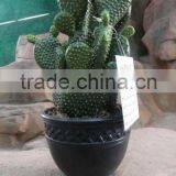 Whosale Green Cactus