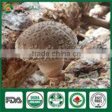 High Quality Fungus Whole Part Mushroom Spawn Growing Bag Log Sawdust Substrate thumbnail-1