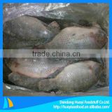 Frozen Whole Tilapia Fish 500g To 800g