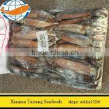 Seafrozen Jigger Illex Squid for Sri Lanka and Thailand thumbnail-1