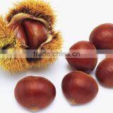New Crop Fresh Chestnuts Hot Sale