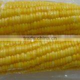 Frozen Corn Boiled High Quality