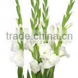 Gladiolus thumbnail-2