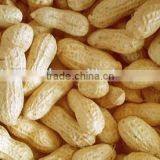 Roasted Chinese Peanut in Shell thumbnail-1