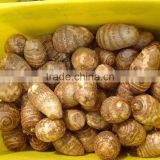 Eddoes (fresh Taroes) thumbnail-1