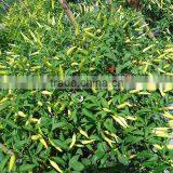 Upright Hot Pepper/Chilli/Cayenne Seed Bai Mi La No.2 thumbnail-6