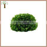 Preserved Boxwood Half Ball thumbnail-1