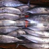 Frozen Bonito Tuna thumbnail-4