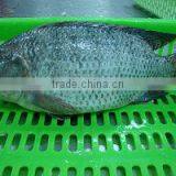 Frozen Tilapia thumbnail-1