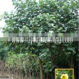 Hibiscus Tiliaceus Landscaping Tree