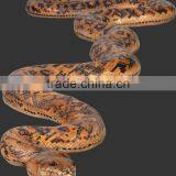 Python thumbnail-1