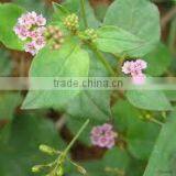 BOERHAVIA DIFFUSA thumbnail-1