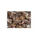 Freeze Dried Cricket
