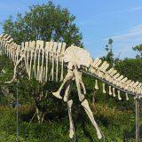 Man-made Dinosaur Fossil Skeleton Model thumbnail-3