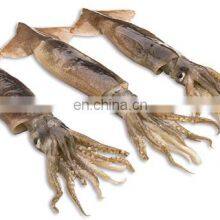 China Frozen Illex Squid Argentina Illex Squid thumbnail-4