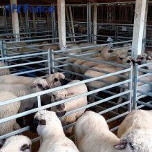 Low-Maintenance Sheep Panel: Smooth, Powder-Coated Surface Resists Dirt & Requires Minimal Upkeep thumbnail-1