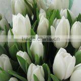 Newest Most Popular Wide Color Tulip Flowers thumbnail-2