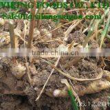 FRESH GINGER _ HIGH QUALITY thumbnail-1