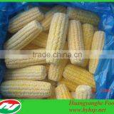 IQF Sweet Corn Cob Fresh Steamed Corn thumbnail-1